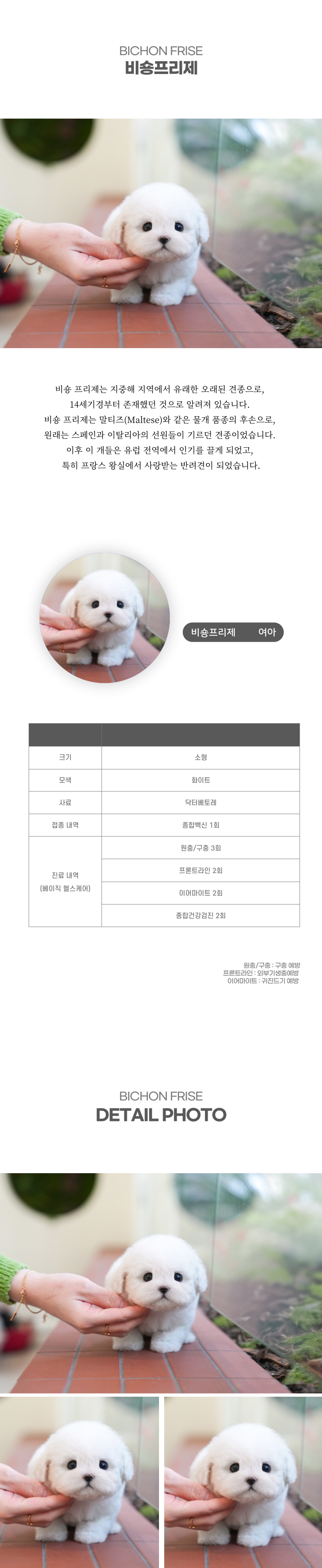 미니비숑_상세이미지_2